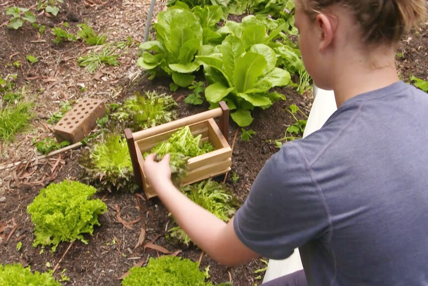 boy tends to a patch of lettuce