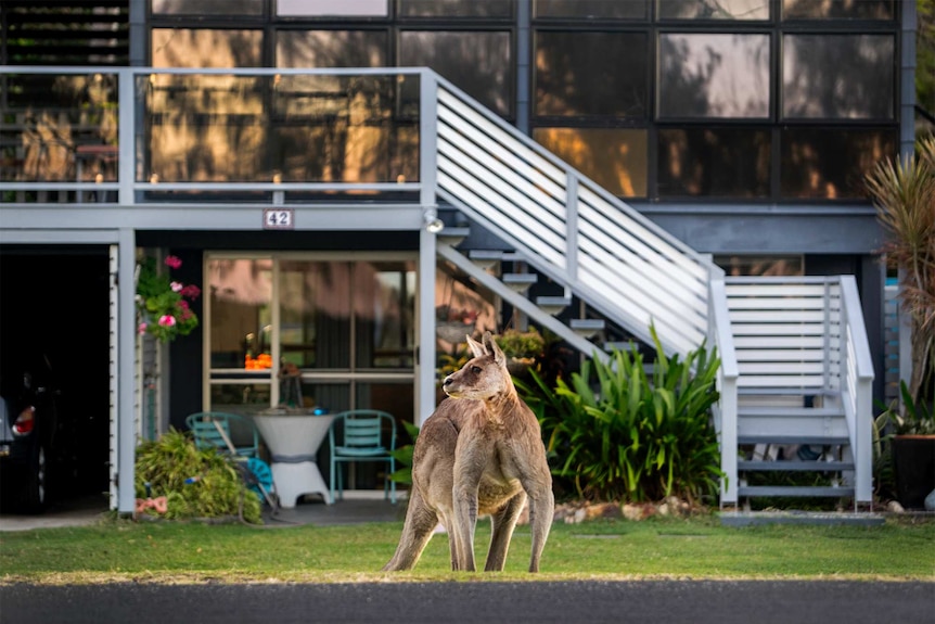 A large kangaroo outside a house.