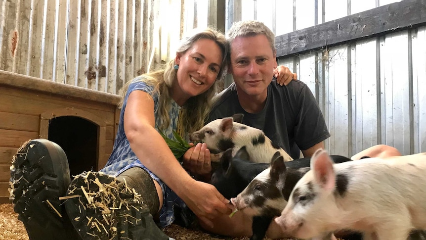 Mini pig breeders Stacey McGladrigan and Darryl Campbell are sitting with little pigs in a shed.