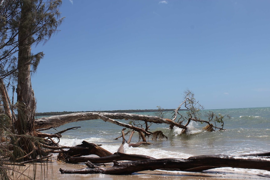 A large tree lies in the water at Burrum Heads.