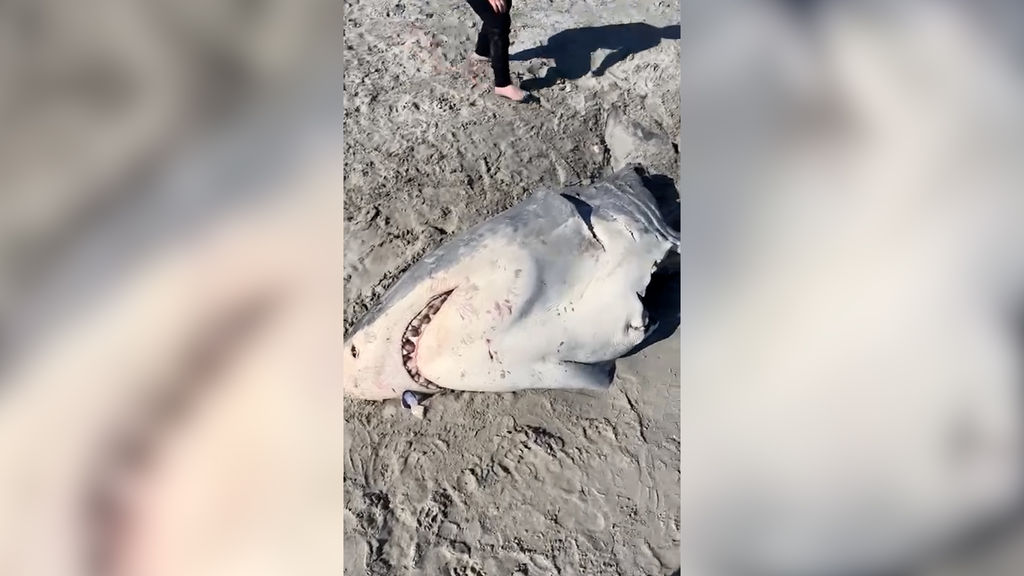 Killer whale attack suspected as great white shark carcass washes up on  Victoria's coast - ABC News