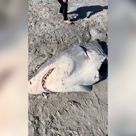 A great white shark carcass washed up on a beach near Portland, Victoria