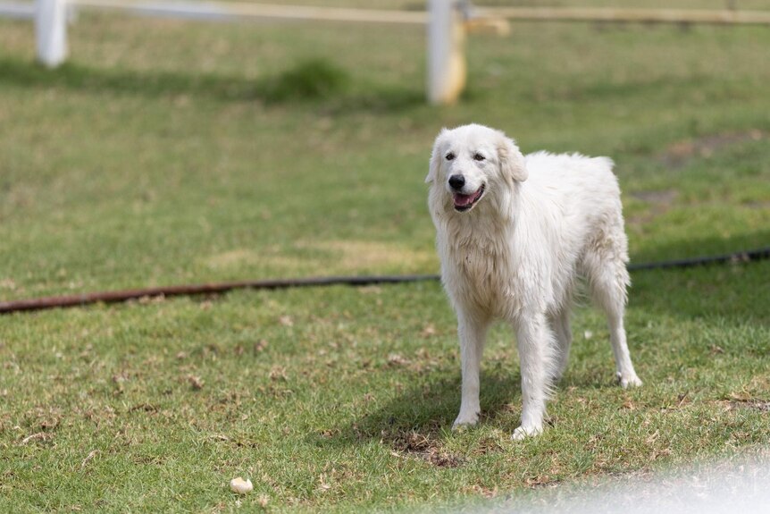 A white fluffy dog stands in a grassy paddock