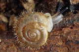 Setobaudinia umbadayi, aka the hairy snail, found in WA Kimberley.