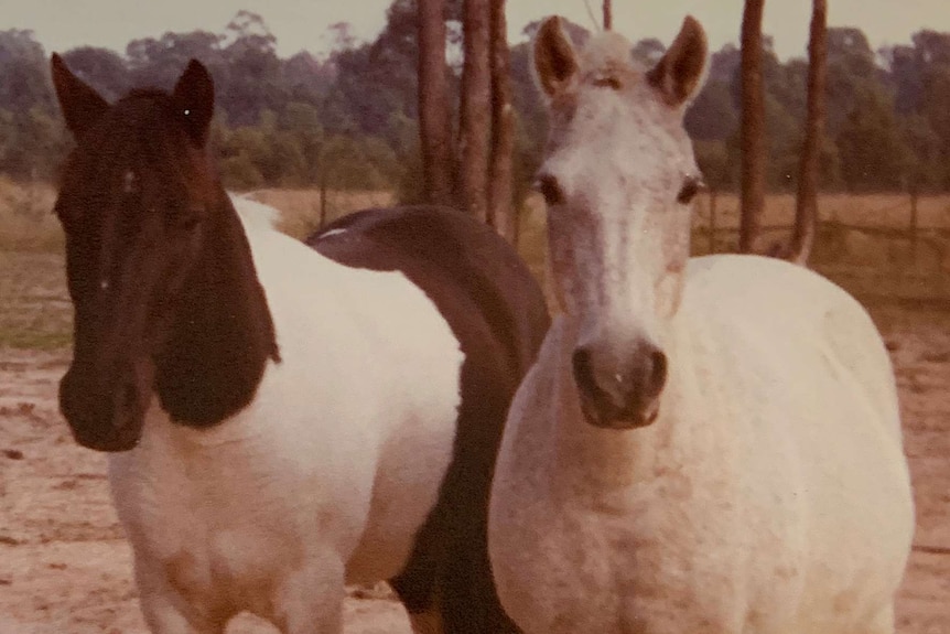 A grainy photo of two horses in a paddock, one is brown and white, the other is dabbled white