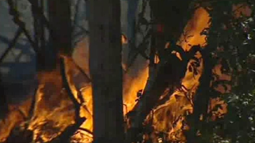 A tree on fire at a bushfire