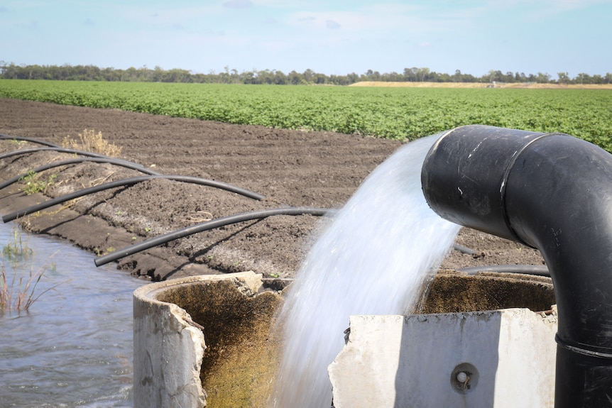 A pipe with water gushing out into an irrigation channel on a farm.