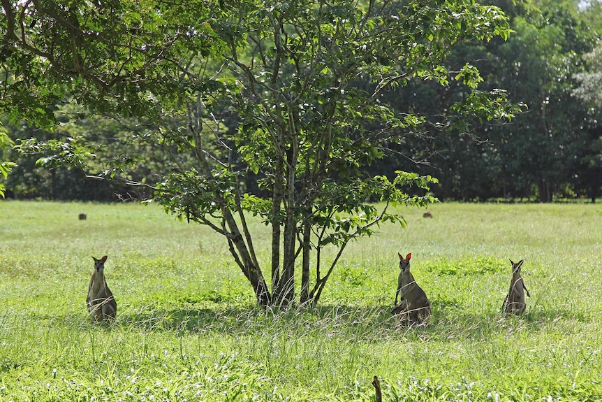 Tiga kanguru sedang berdiri di dekat pohon yang rindang