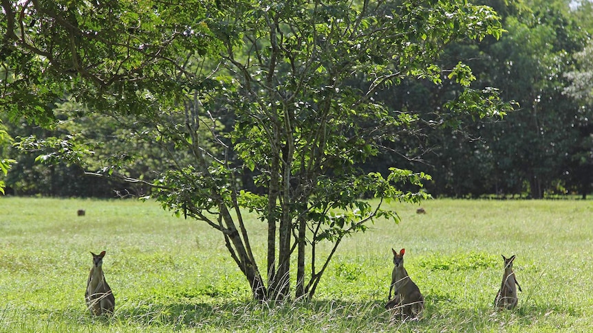 Three wallabies sitting in the shade beneath a tree in the East Point nature reserve.