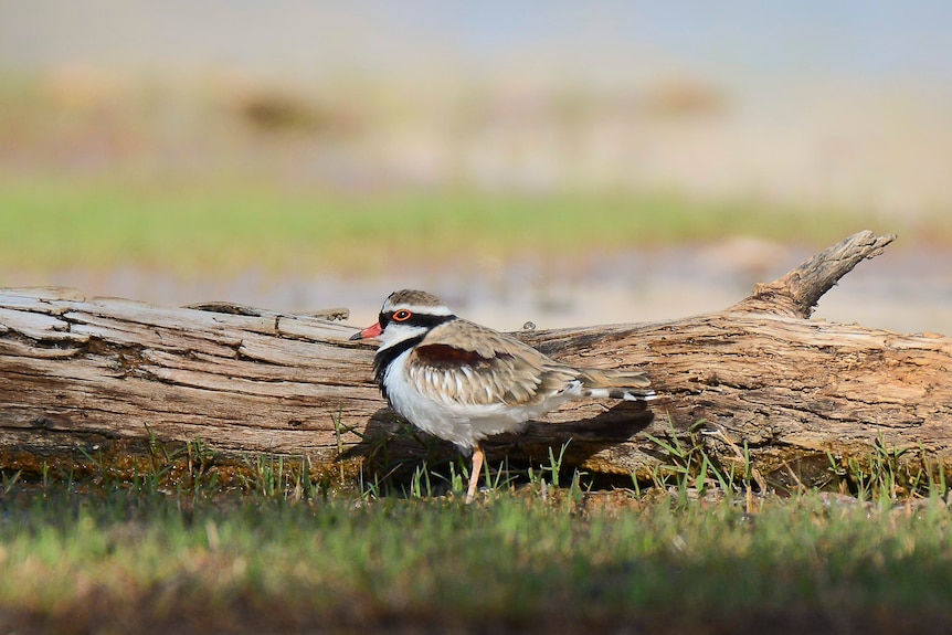 A small grey, white and black bird with skinny yellow legs, an orange beak and orange ring around its eyes 