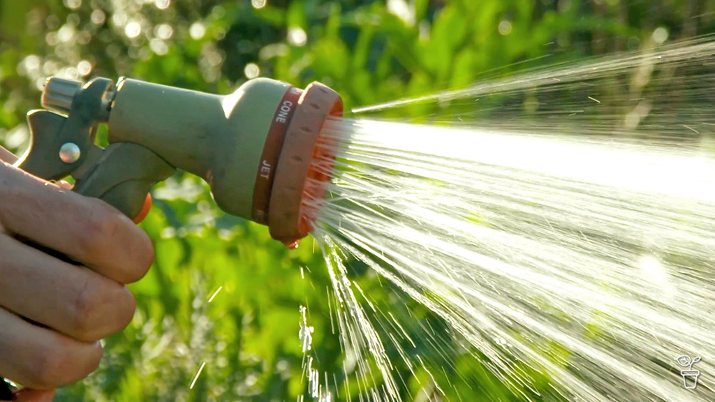 FAQs – Watering plant leaves | Citrus leaf miner | Garlic rust FAQs – Watering plant leaves | Citrus leaf miner | Garlic rust