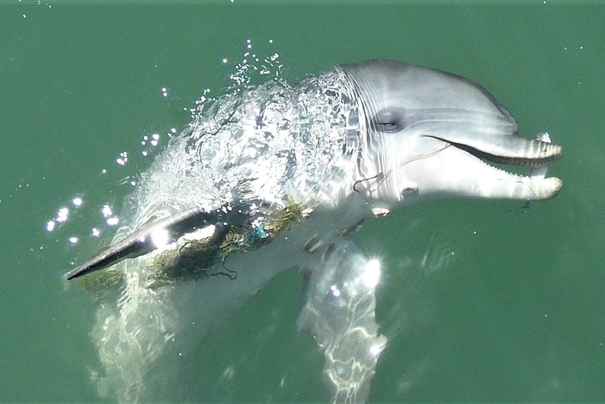 A dolphin entangled with fishing tackle rises to the surface of the water for help