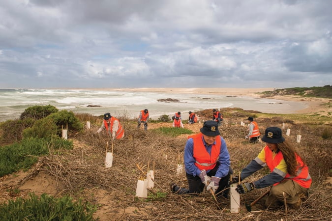 Volunteers wear high viz, planting trees on Crowdy Bay beach