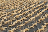 Many Mummified ram heads are shown lined up next to each other on top of sand
