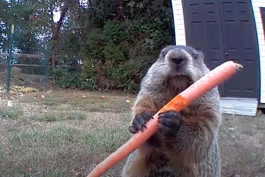 A groundhog standing on its hind legs in a garden, looking at the camera while holding a partially-chewed carrot.