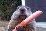 A groundhog standing on its hind legs in a garden, looking at the camera while holding a partially-chewed carrot.
