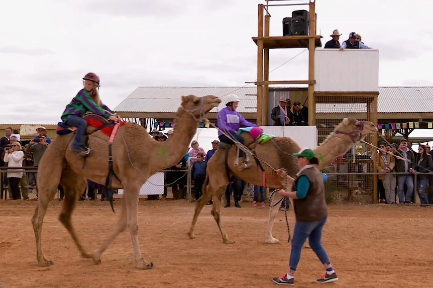 Camels with riders sitting on top being pulled along by a rope towards a race starting line. Crowds in the background.