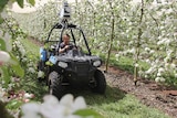 A man drives a quad bike fitted with a high-tech camera down an apple orchard row in flower
