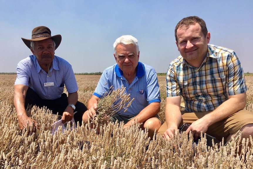 Three men crouching in what looks like a short wheat crop