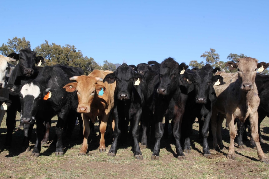 Black, grey and brown cattle lined up with tall trees and a blue sky in the background.