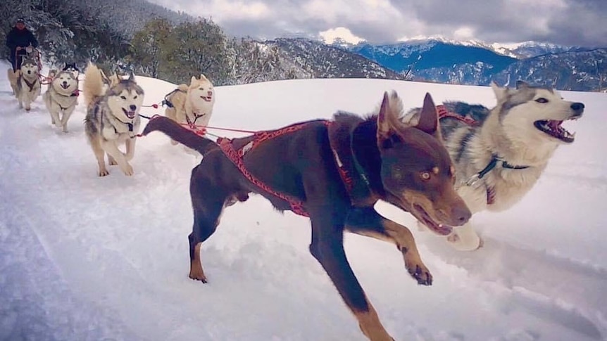 A red kelpie dog running across snow with a team of huskies pulling a sled.