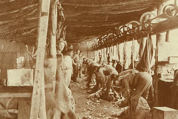 sepia photo of shearers at work in a shearing shed