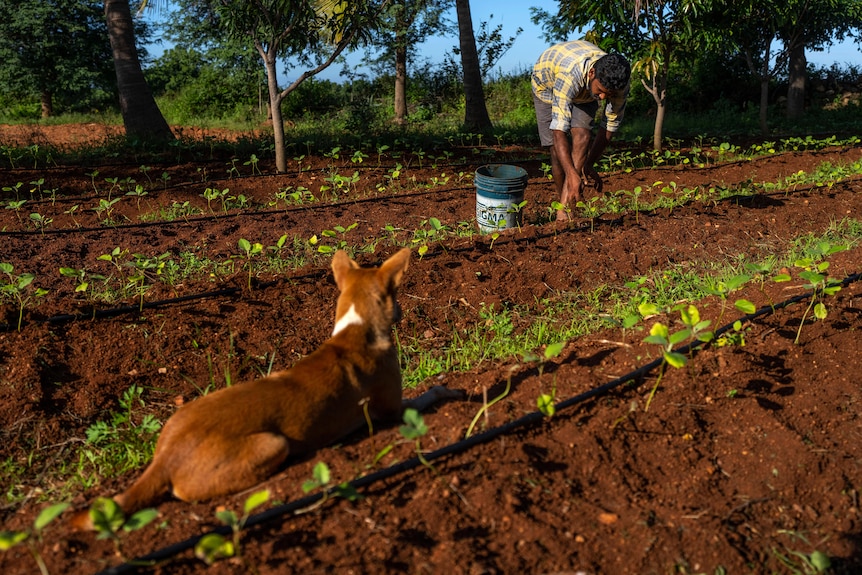 man works at crops in rows as a red dog looks on 