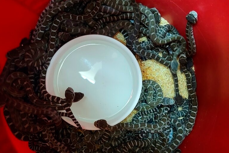 A group of snakes shown in a red bucket collected in Northern California.  