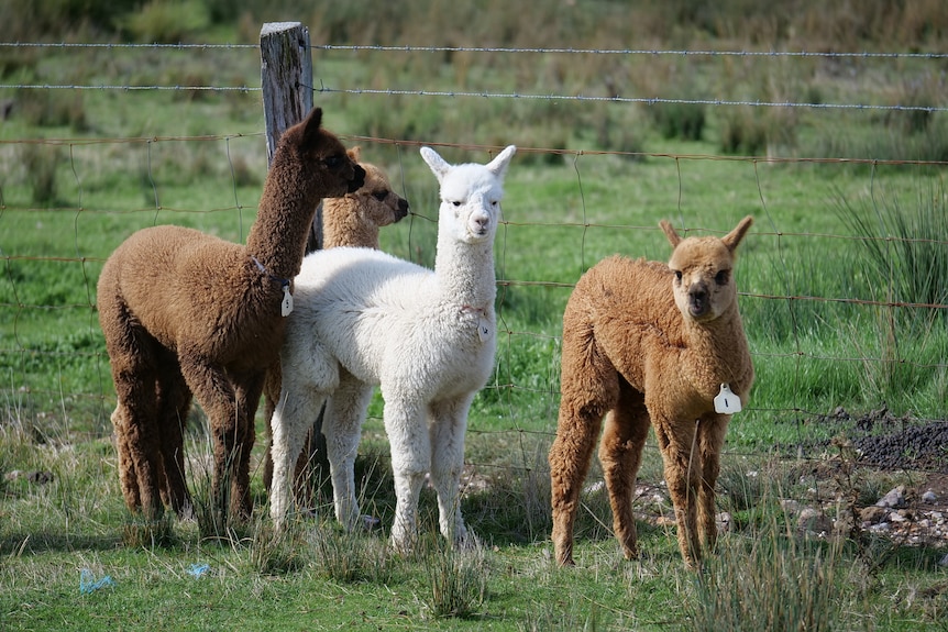Demand for alpaca fleece soars, but supply issues, labour shortages hamper  industry's growth - ABC News