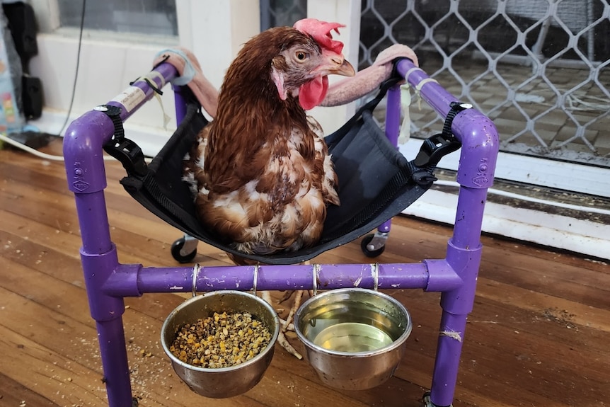 Regina looks to the camera inquisitively as she sits in a purple and black wheelchair with feed and water in front.