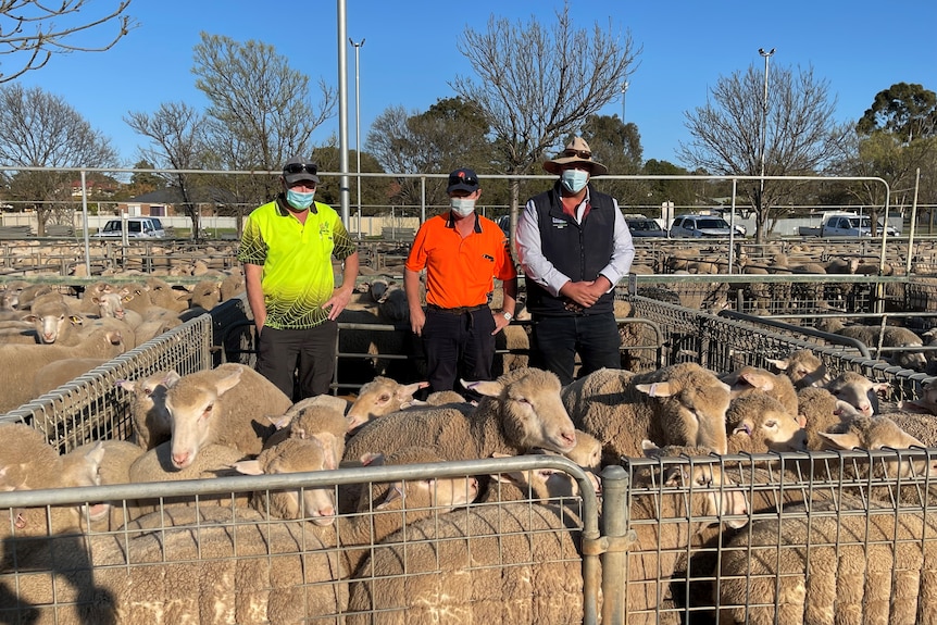three people stand behind sheep in a sale yard pen