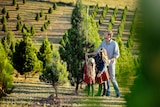 Photo of man with two girls measuring Christmas tree with field of pine trees behind