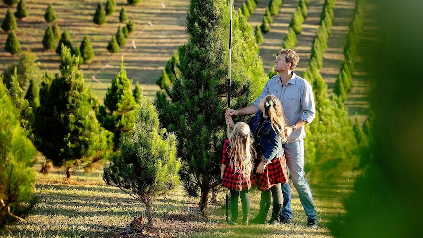 Photo of man with two girls measuring Christmas tree with field of pine trees behind