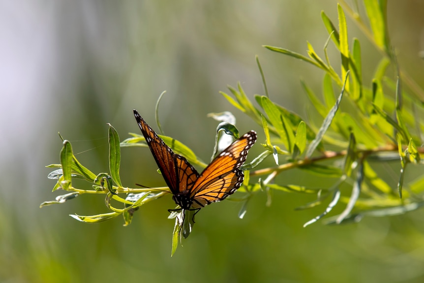 An orange and black butterfly on a branch. 