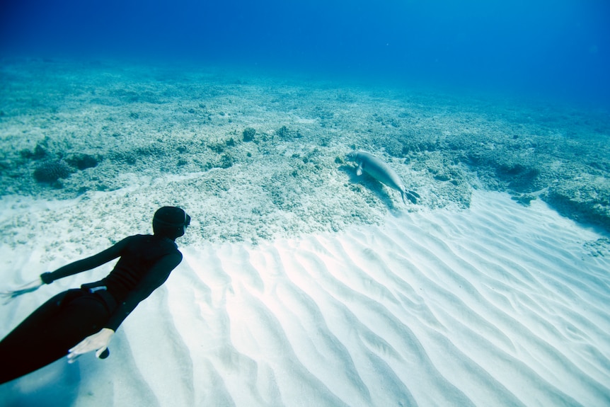 Christina Saenz with a hawaiian monk seal during training.