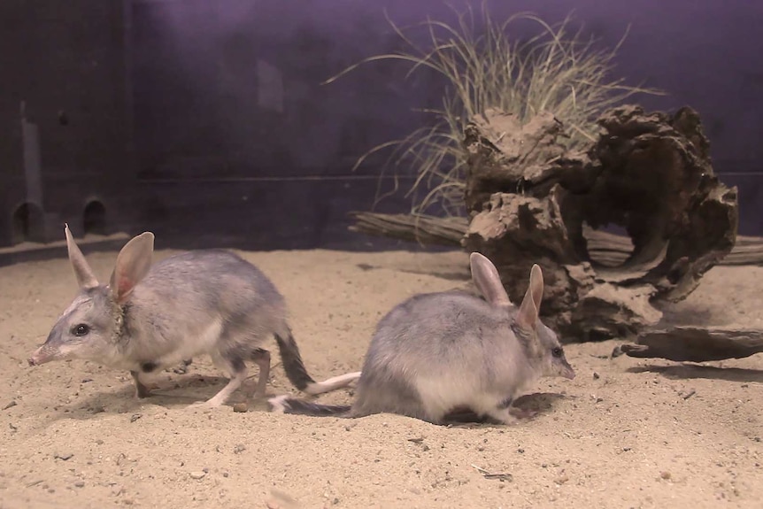 Two bilbies play inside an indoor enclosure