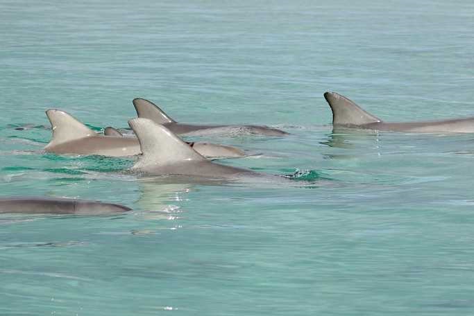 Group of dolphins in close proximity dorsal fins out of the water.