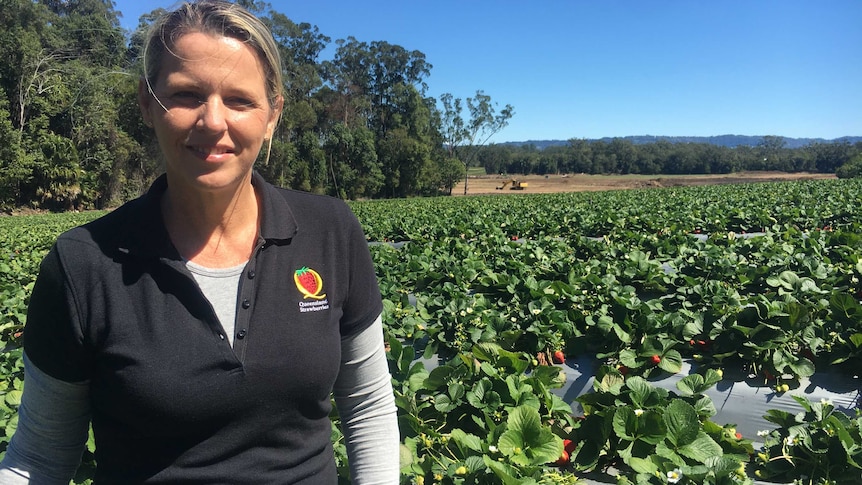 Jennifer Rowling crouching in a field of strawberries.