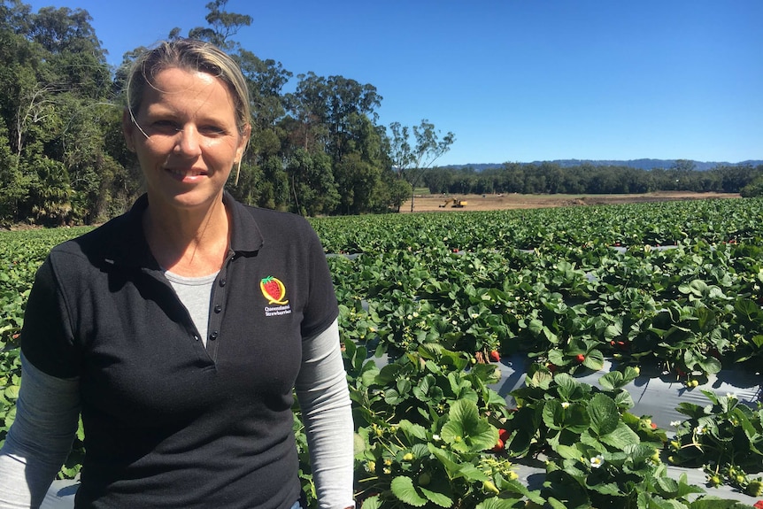 Jennifer Rowling crouching in a field of strawberries.