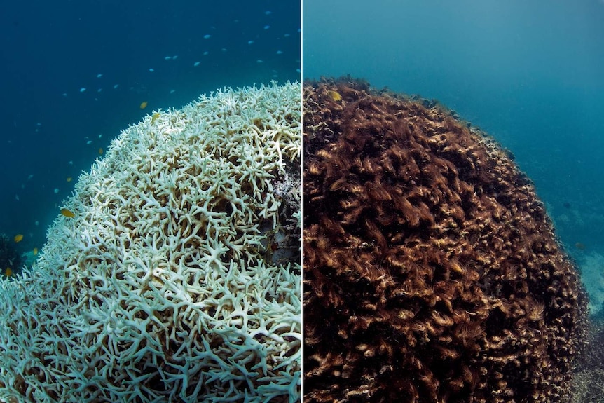 Coral after and before bleaching, the former is white.