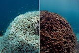 Before and after of coral bleaching on Lizard Island