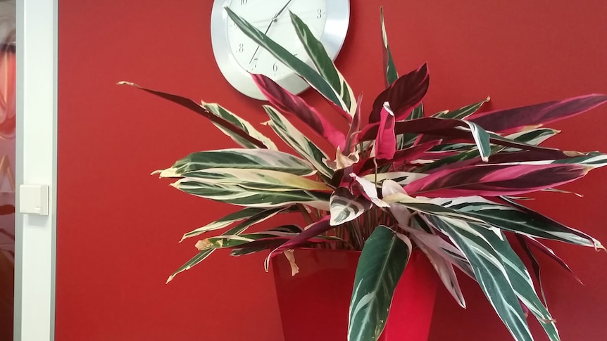 Indoor plant on a bench against a red wall