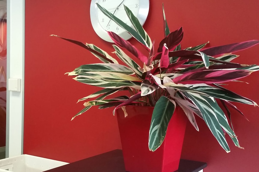 Indoor plant on a bench against a red wall
