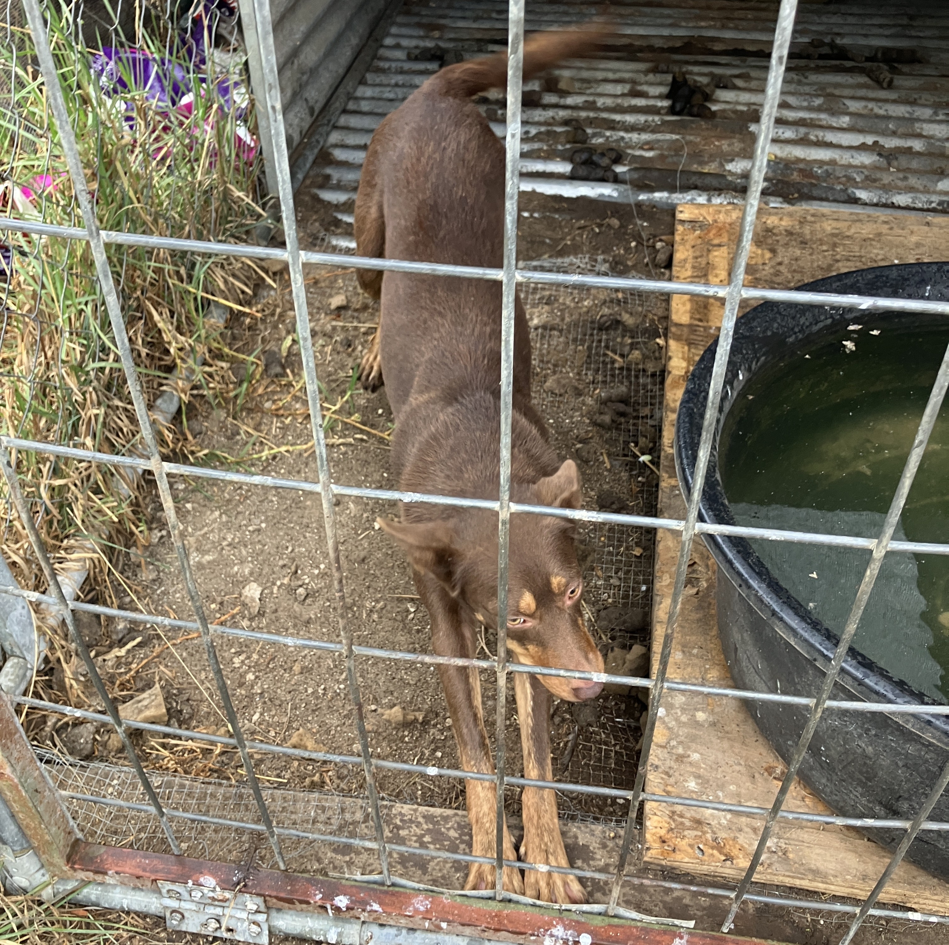 A brown dog in a cage stretches beside a water bowl filled with green algae and faeces laying around her.