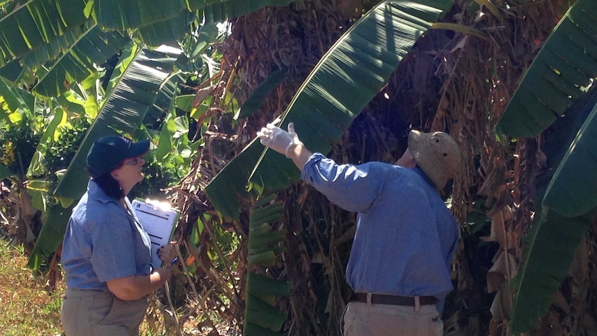 Checking bananas