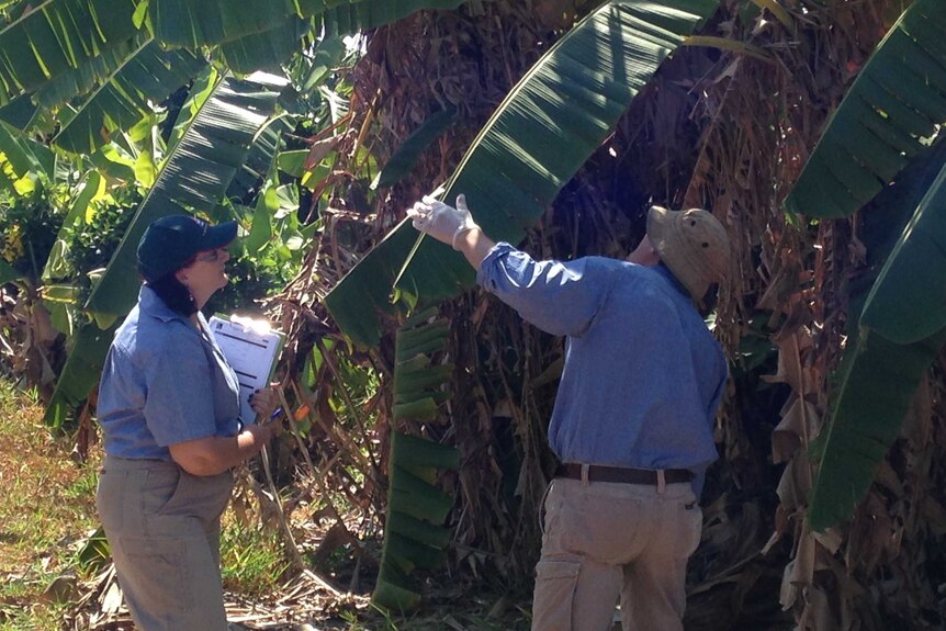 Checking bananas for Banana Freckle in the Northern Territory