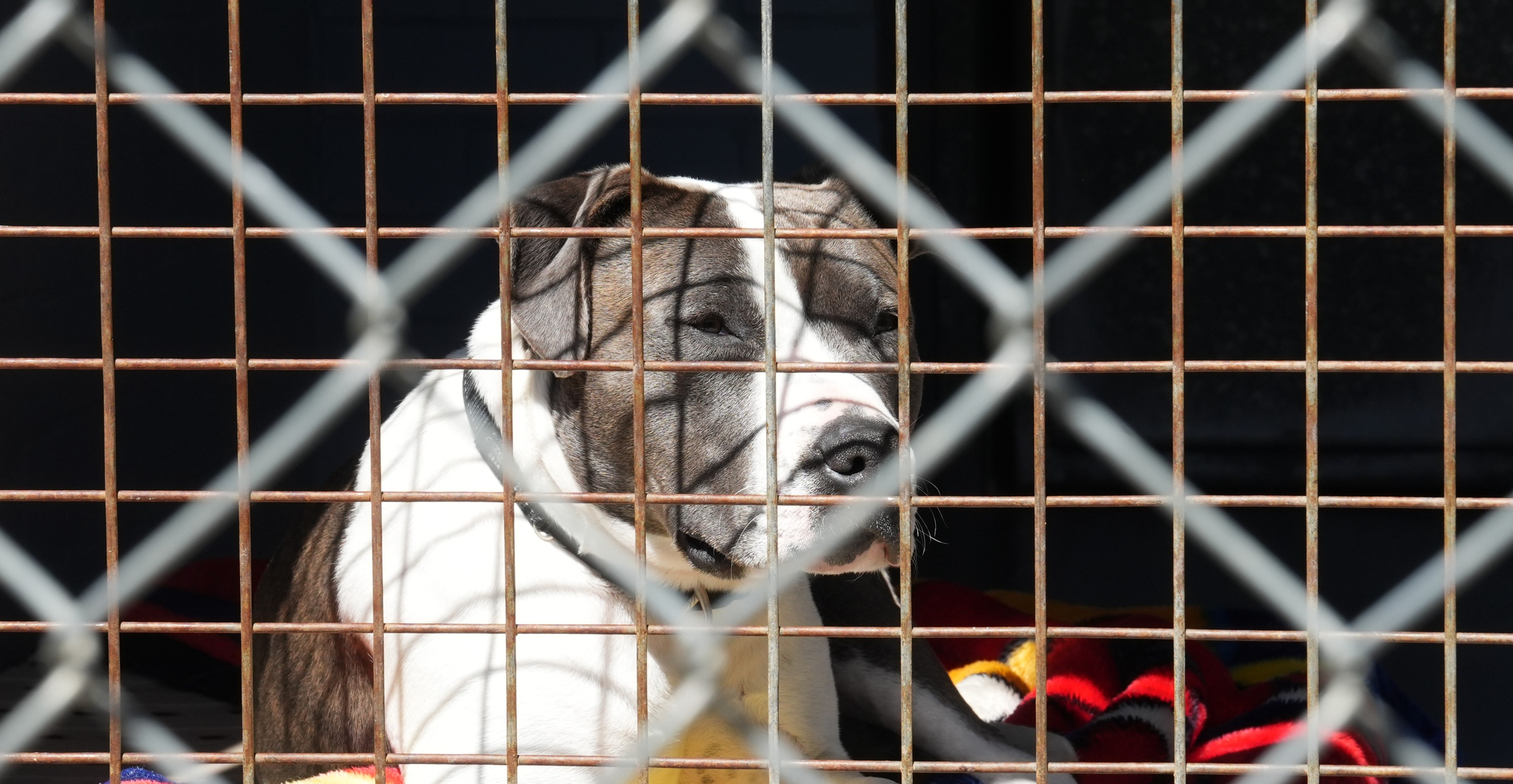 Canberrans weigh up cost of living and pet ownership as another rate hike looms