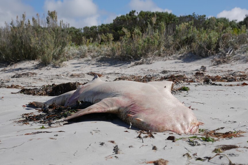 A dead shark lying upside down on a beach. 