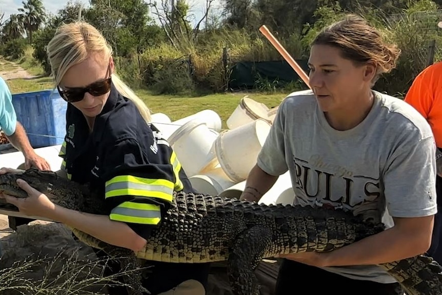 Two young women are carrying a croc about 1.5 metres in length. Behind them is a trailer with tubes used to transport the crocs.