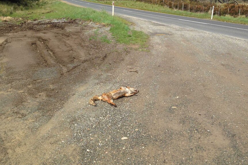Dead fox found in Tasmania
